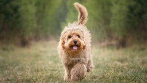 Cavapoo