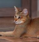 chat Chausie