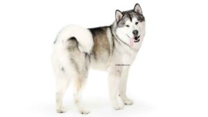 Malamute de l&rsquo;Alaska