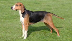 Chien courant de Hamilton