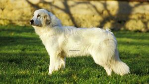 Chien de montagne des Pyrénées