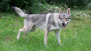 Chien Loup Tchécoslovaque