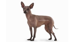 Chien nu mexicain