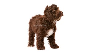 Cockapoo