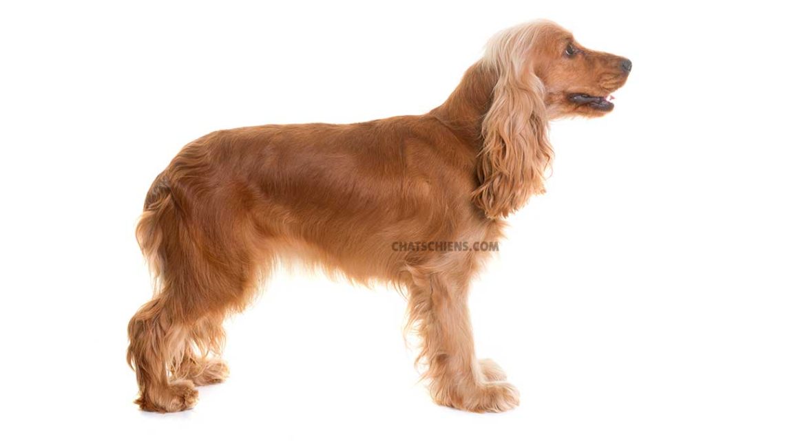 Cocker Américain Cocker Spaniel