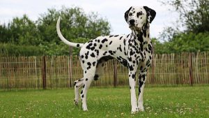 Dalmatien