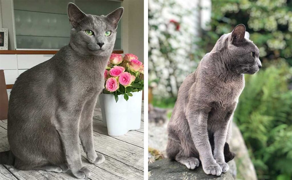 Différences entre le chat Korat et le chats bleu Russe