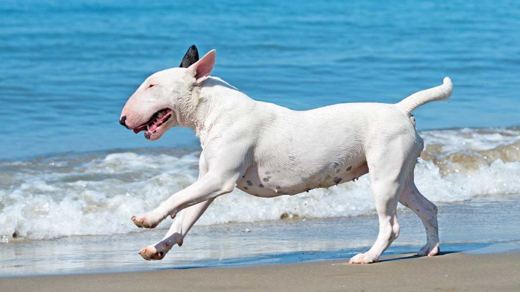 English Bull Terrier Bully Terrier