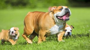 Bulldog Anglais