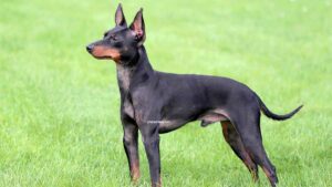 English Toy Terrier