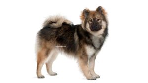 Eurasier