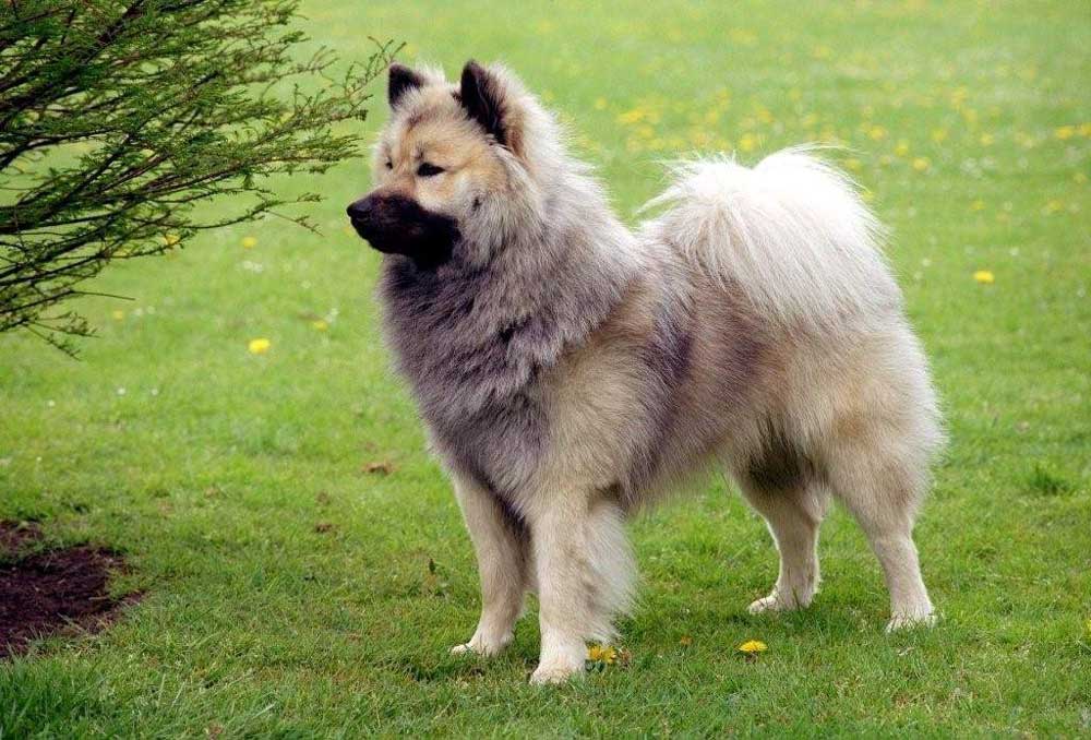 chien Eurasier
