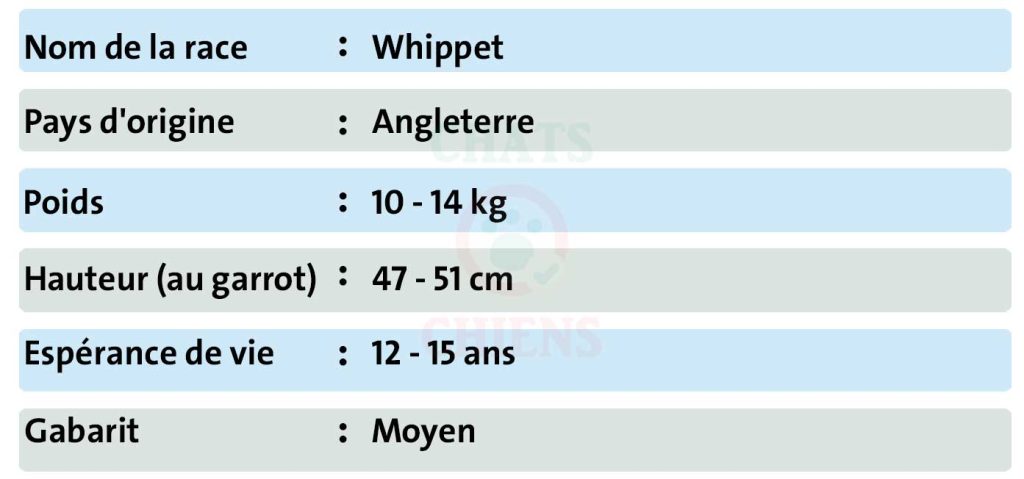 Fiche chiens Whippet