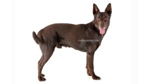 Kelpie