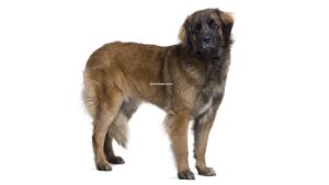 Leonberger