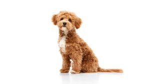 Maltipoo