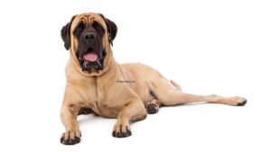 Mastiff