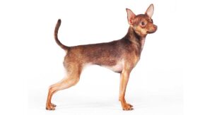 Petit Chien Russe