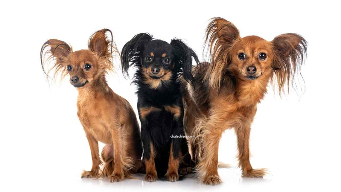 American Hairless Terrier 1 Petit chien russe Russkiy Toy