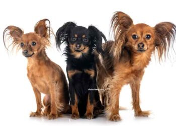 American Hairless Terrier 22 Petit chien russe Russkiy Toy