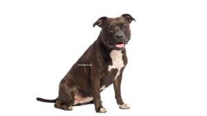 Pitbull