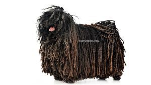 Puli