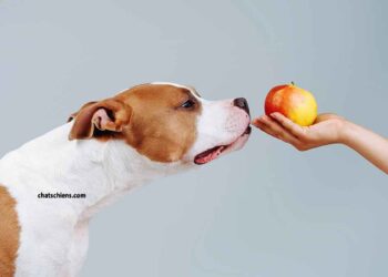 Quels légumes - fruits les chiens peuvent-ils manger? 21 Quels légumes - fruits les chiens peuvent-ils manger