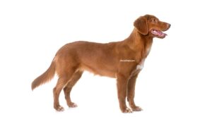 Retriever de la Nouvelle-Écosse