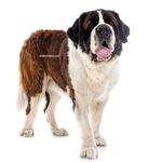 Saint-Bernard