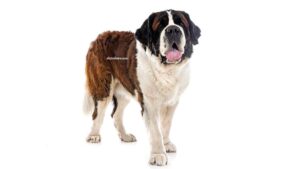 Saint-Bernard