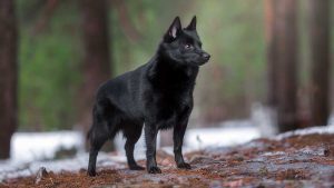 Schipperke