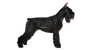 Schnauzer Géant
