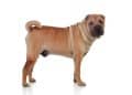 Shar Pei