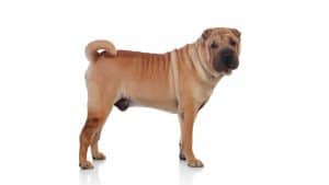 Shar Pei