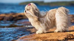 Shih Tzu