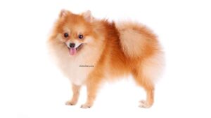 Spitz nain (Loulou de Poméranie)