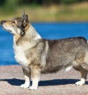 Vallhund suédois