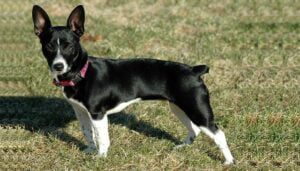 Teddy Roosevelt Terrier