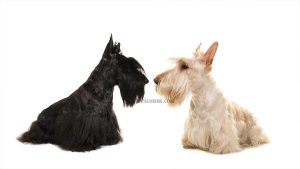 Terrier Écossais