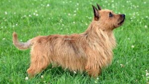 Terrier Australien