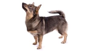 Vallhund Suédois
