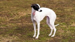 Whippet