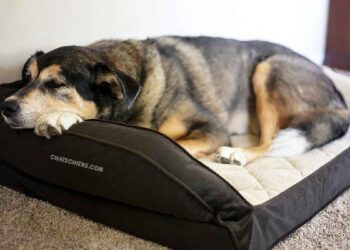 L'arthrite chez les chiens: soulagez les souffrances de votre chien 23 arthrite chiens