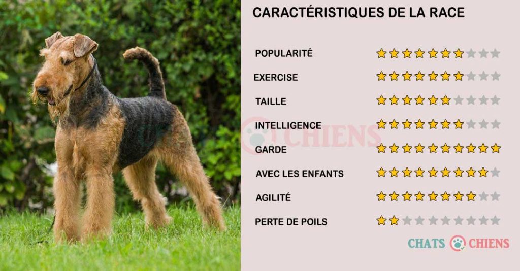 caracteristiques-Airedale-Terrier