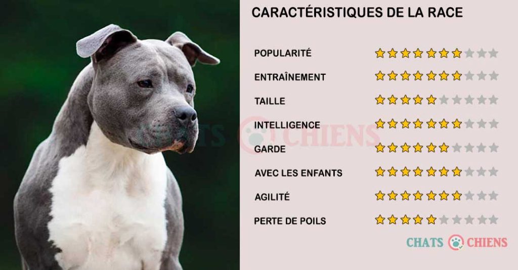 caracteristiques-American-Staffordshire-Terrier
