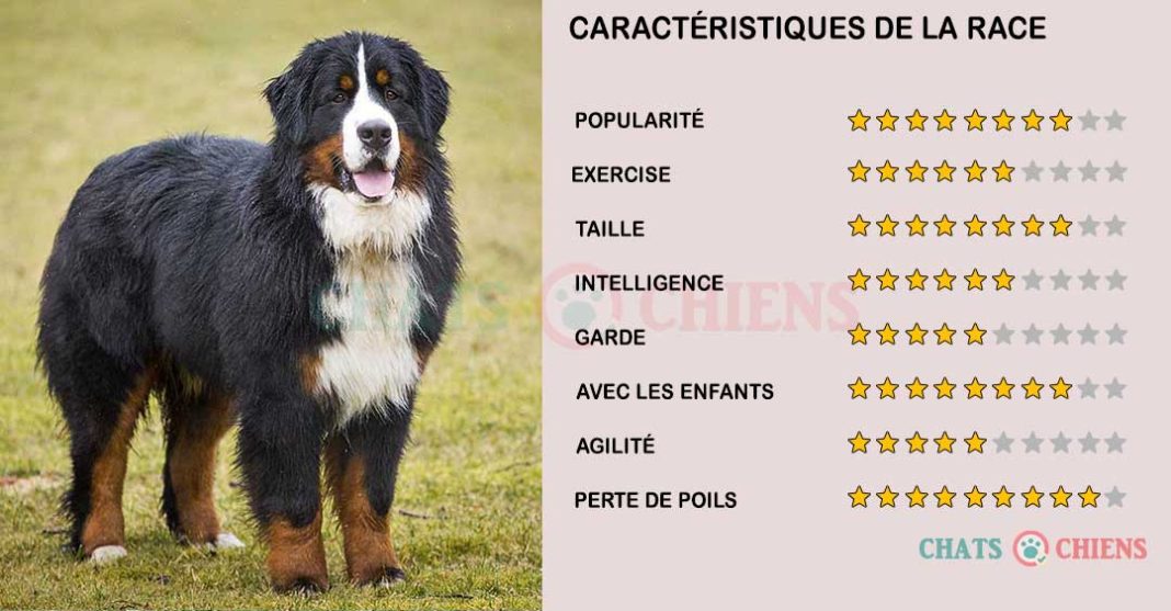 Bouvier Bernois Caractéristiques Caractère Santé Chiens Chats