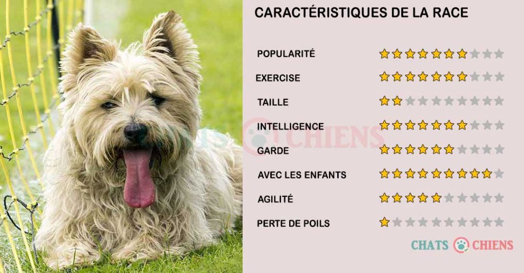 caracteristiques-Cairn-terrier