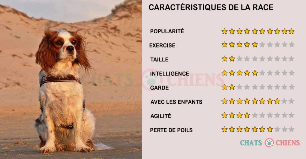 caracteristiques-Cavalier-King-Charles-Spaniel