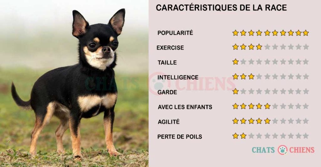 caracteristiques-Chihuahua-