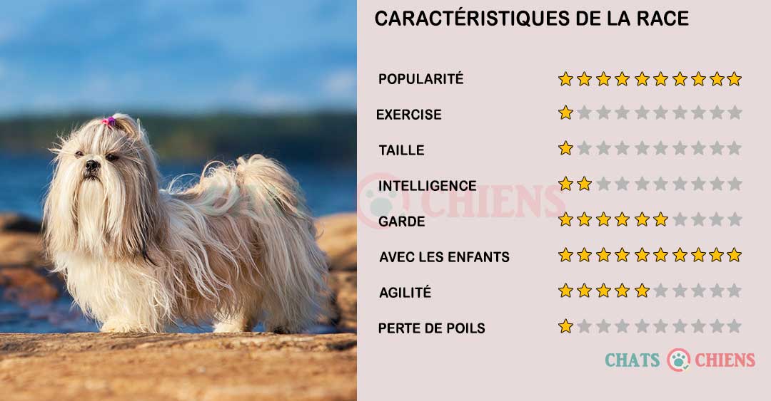 Shih Tzu Caractéristiques Caractère Santé Chiens Chats